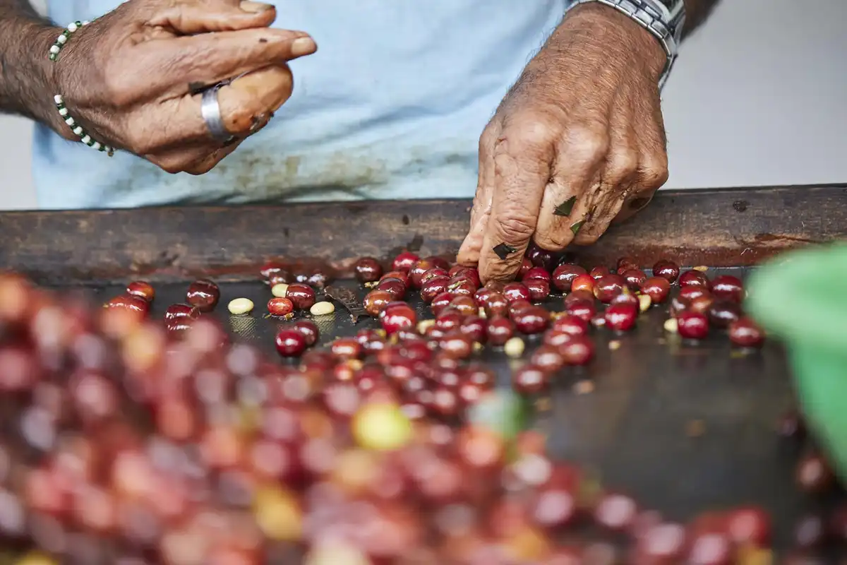 فرز بذور القهوة